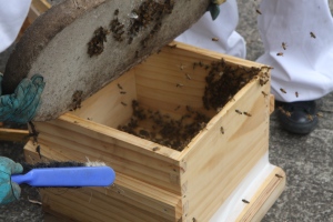 brushing into hive